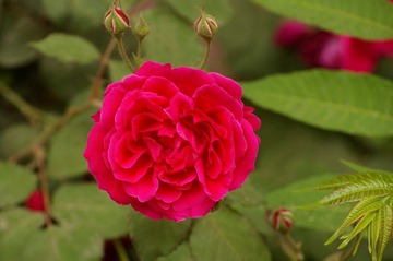 月季花开25