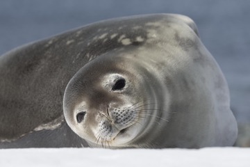 34736