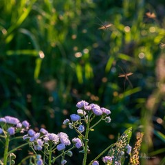 DSCF5580.jpg