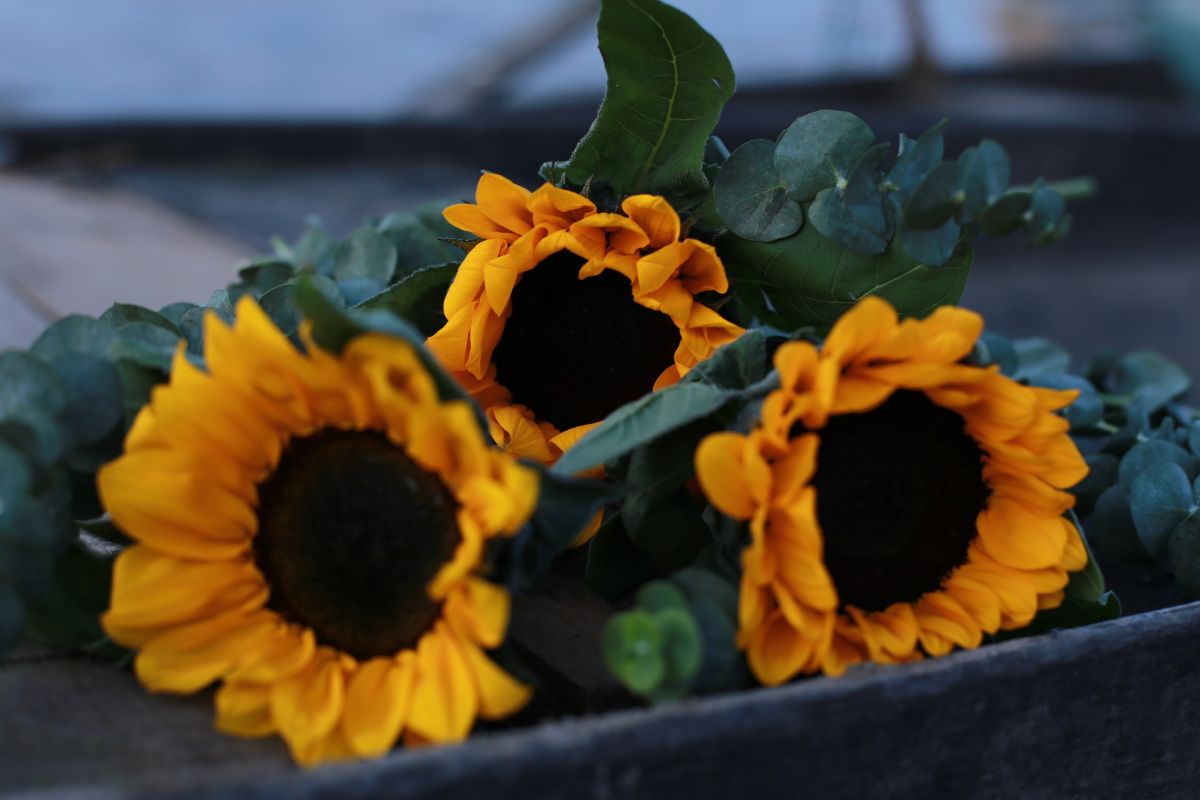 向日葵代表一种态度代表一种生活