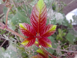 IMG_20121006_093535.jpg