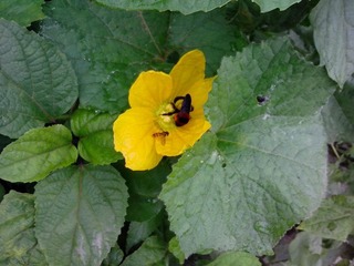 IMG_20121006_093726.jpg
