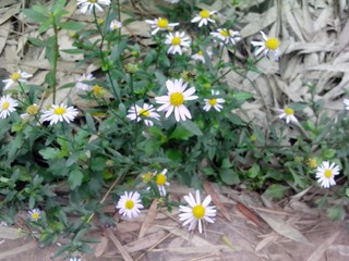 IMG_20121006_095432.jpg