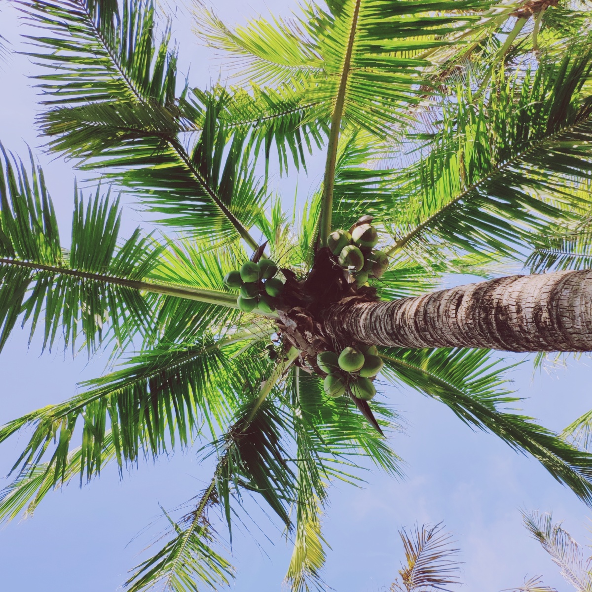 椰子树 - 夏威夷的英樱 - 图虫