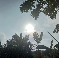 1000078212