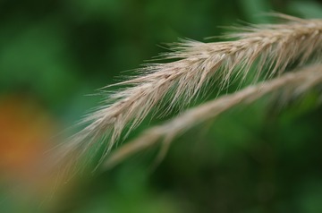 1000039012
