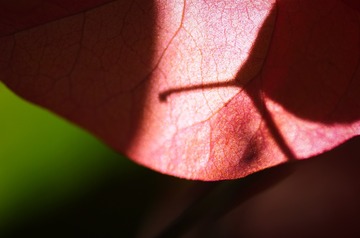 1000057446