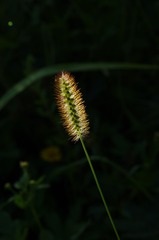 1000041454