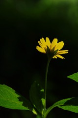 1000042733