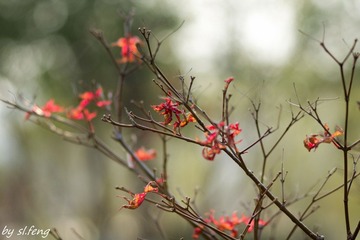 DSC00794-2.jpg
