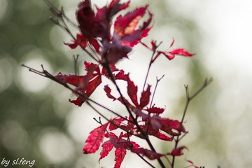 DSC00795-3.jpg