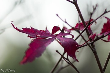 DSC00796-4.jpg