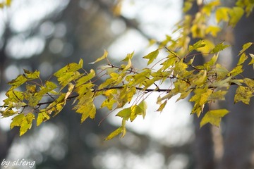 DSC00765-4.jpg