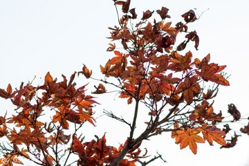 DSC00745-2.jpg