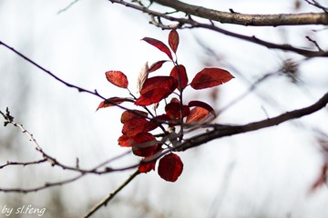 DSC00804-8.jpg
