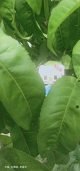 IMG20240615142206