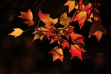 _MG_1294.JPG