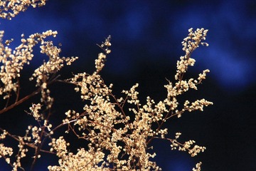 野草.jpg