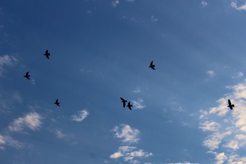 998