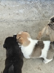 1000001388