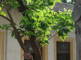 3066267