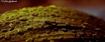 Coke Leaf