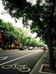 路旁树，树旁路