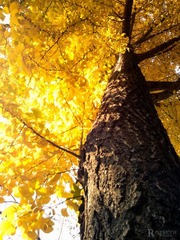 ulIMG_20111111_131128.jpg