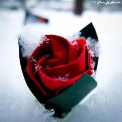 The Paper Rose of Valentine's Day