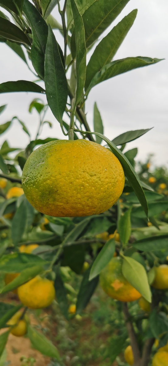 金秋十月花果山的橘子熟了