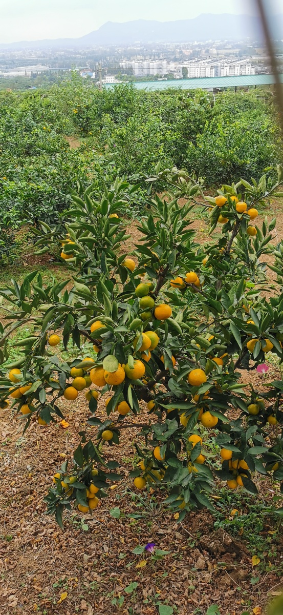 金秋十月花果山的橘子熟了