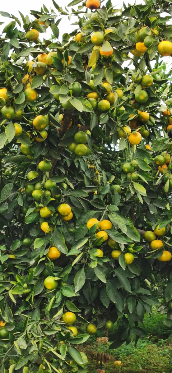 金秋十月花果山的橘子熟了