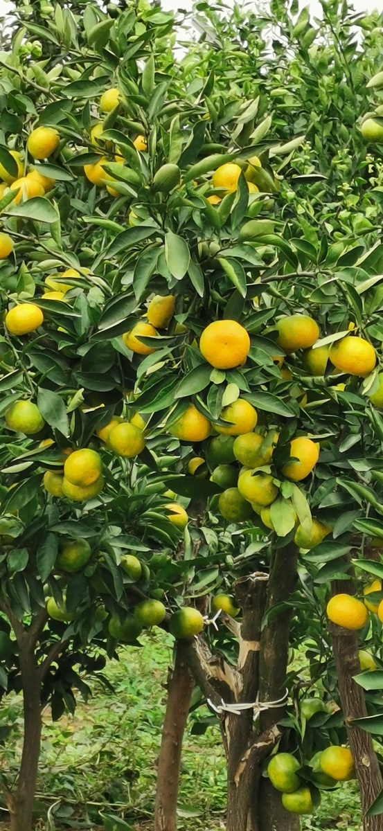 金秋十月花果山的橘子熟了