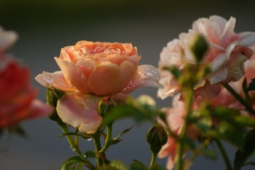 19066