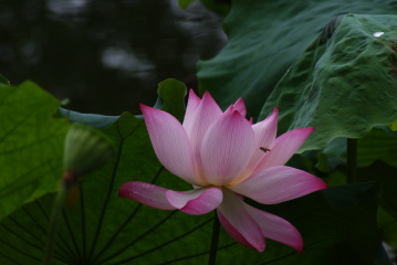 1108186