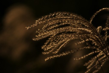 42503