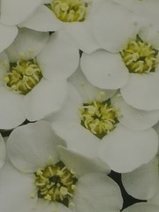 1000035681