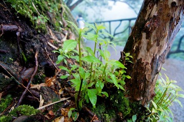 DSC_0207.jpg