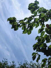 1000003918