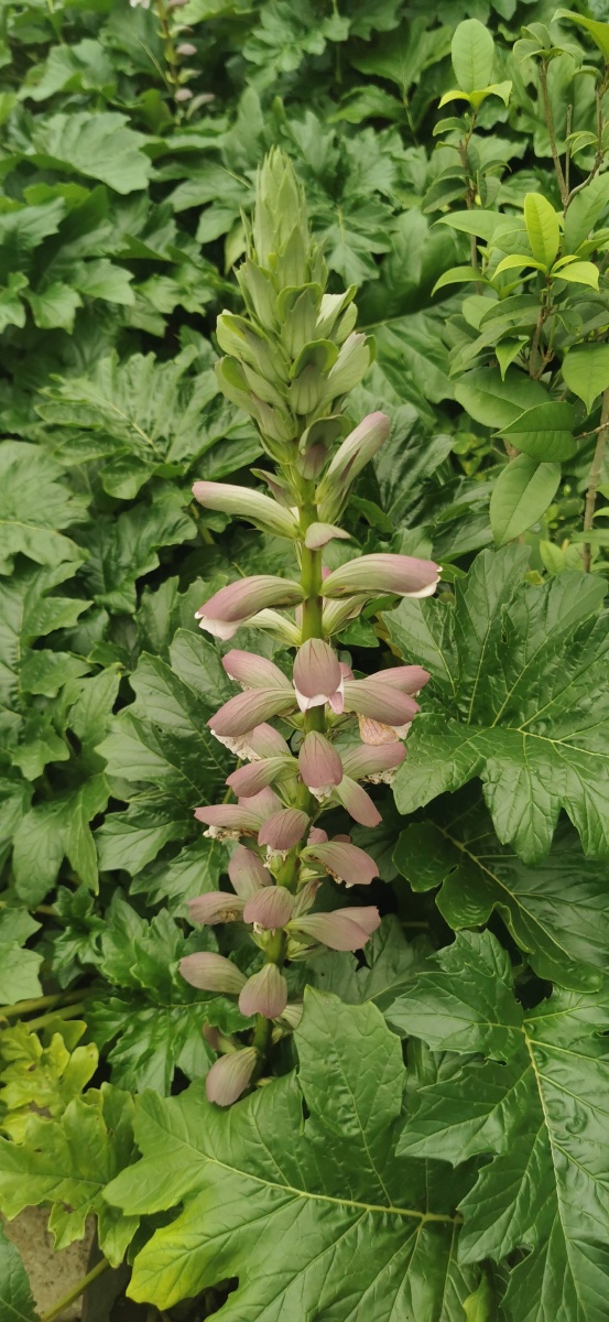 鸭嘴花 - 黑白树