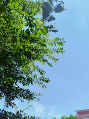 1000017151