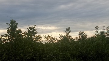 1000017632
