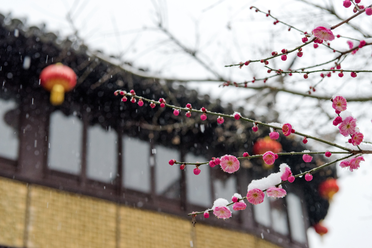 雪中红梅