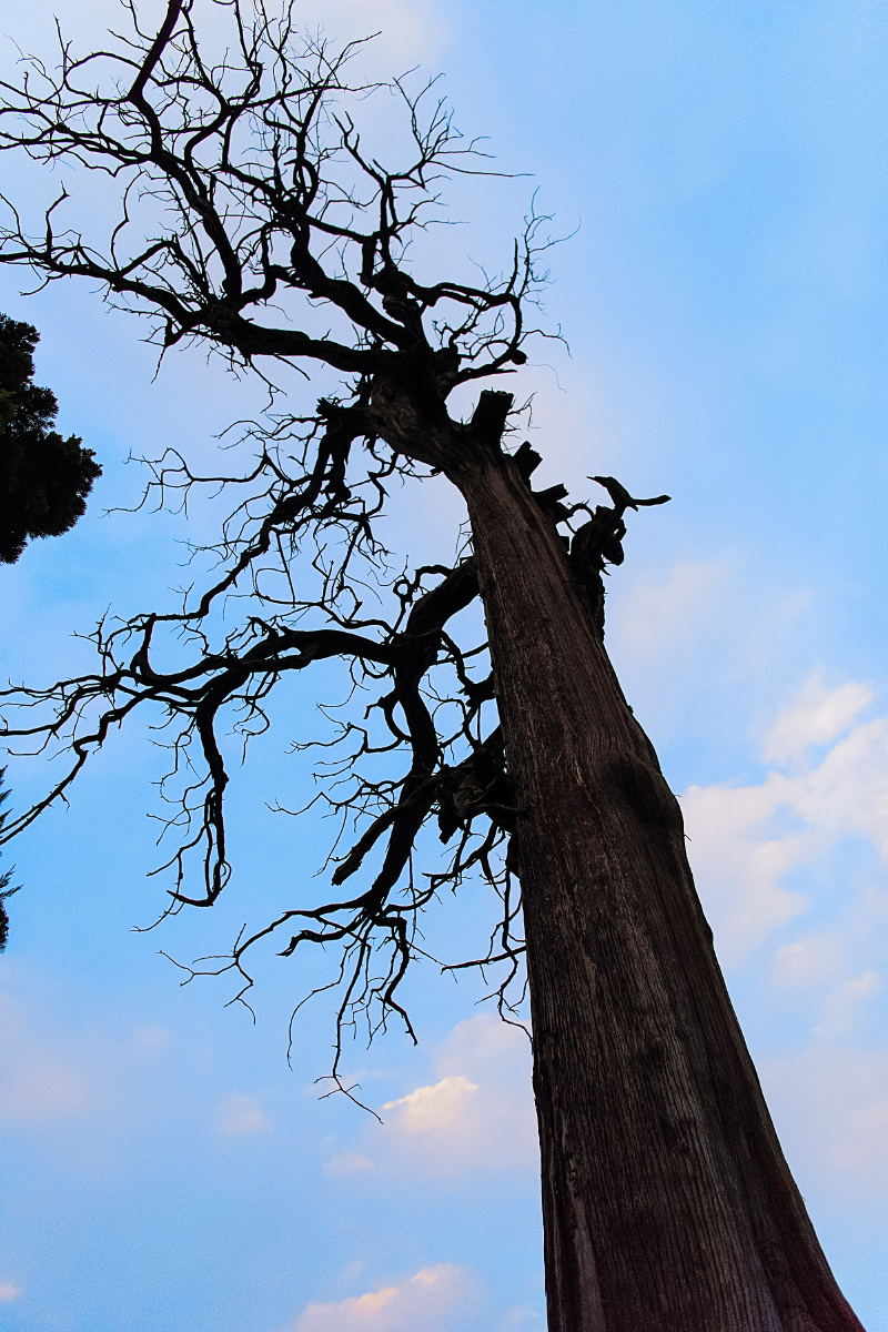 老树- 面面不俱到 - 图虫网 - 优质摄影师交流社区