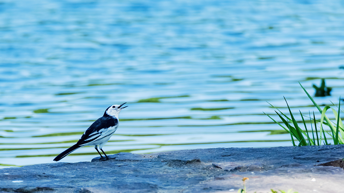 湖边小鸟