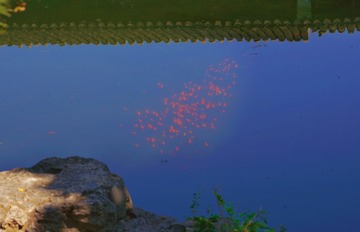 1000109428