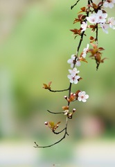 DSC02373-12