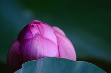 16037