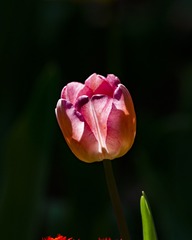 24043