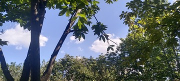 1000068406